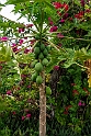 Papaya Ouvéa.202209nov_0157
