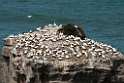 Australian Gannet.20121113_5308