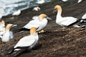 Australian Gannet.20121113_5316