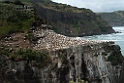 Australian Gannet.20121113_5360