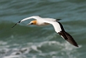 Australian Gannet.20121113_5381