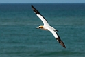Australian Gannet.20121113_5392
