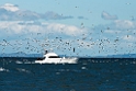 Australian Gannet.20121116_5744