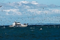 Australian Gannets.20121116_5748