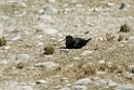 Black Stilt.20121128_6893