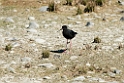 Black Stilt.20121128_6900