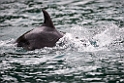 Bottlenose Dolphin.20121120_6030