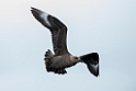 Brown Skua.20121128_7021