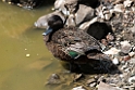Brown Teal.20121115_5494