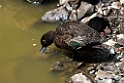 Brown Teal.20121115_5495