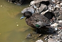 Brown Teal.20121115_5497