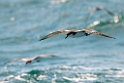 Buller's Shearwater.20121116_5634