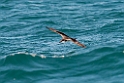 Buller's Shearwater.20121116_5637