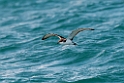 Buller's Shearwater.20121116_5638