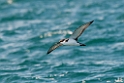 Buller's Shearwater.20121116_5639