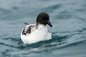 Cape Petrel.20121121_6133
