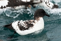 Cape Petrel.20121121_6134
