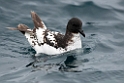 Cape Petrel.20121121_6342