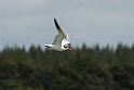 Caspian Tern.20121118_5829