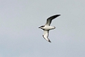 Cook's Petrel.20121116_5570
