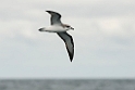 Cook's Petrel.20121116_5616