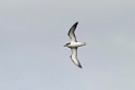 Cook's petrel.20121116_5569