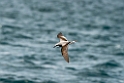 Cook's petrel.20121116_5604