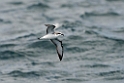 Cook's petrel.20121116_5608