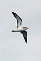 Cook's petrel.20121116_5614