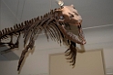 Dinusaur Auckland Museum.20121111_5168