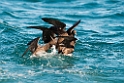 Flesh-footed Shearwater.20121116_5669