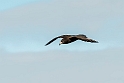 Flesh-footed shearwater.20121116_5561