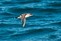 Fluttering Shearwater.20121116_5712