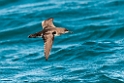 Fluttering Shearwater.20121116_5718
