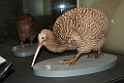 Great Spotted Kiwi Auckland Museum.20121111_5179