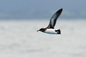 Hutton's Shearwater.20121121_6638