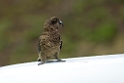 Kea.20121124_6783