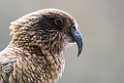 Kea.20121124_6786