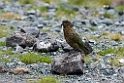 Kea.20121124_6800