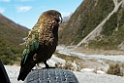 Kea.20121124_6858