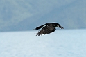 King Cormorant.20121120_5923