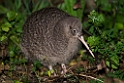 Lille Spotted Kiwi.20121115_5502