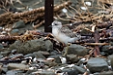 New Zealand Dotterel pullus.20121113_5241