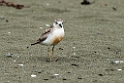 New Zealand Dotterel.20121113_5239