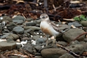New Zealand Dotterel.20121113_5260