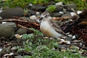 New Zealand Dotterel.20121113_5280