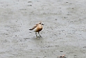 New Zealand Dotterel.20121113_5287