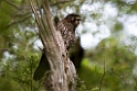 New Zealand Falcon.20121128_7279
