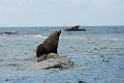 New Zealand Fur Seal.20121121_6662
