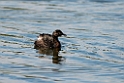 New Zealand Grebe.20121120_6050